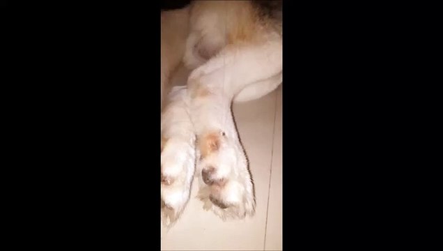 Ce chien fait un gros dodo... avec un long filet de bave