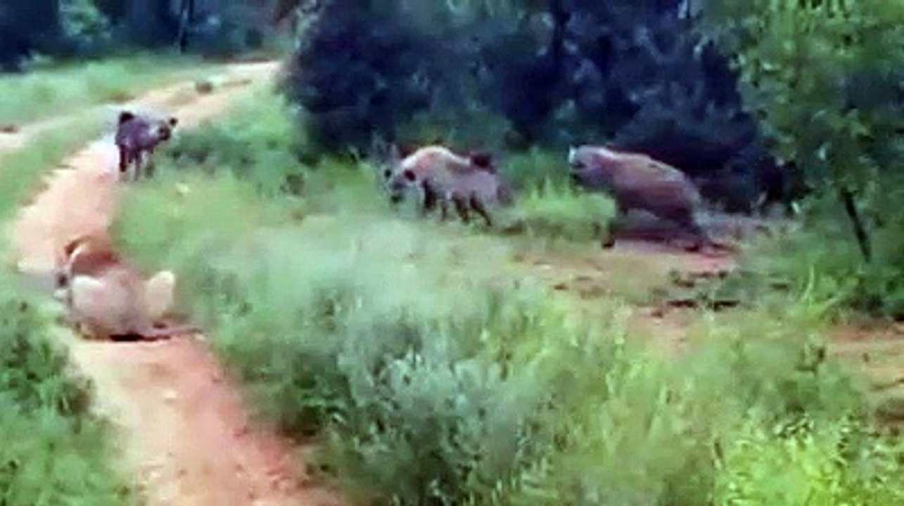 Des hyènes s'en prennent à une lionne