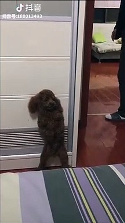 Quand ton chien joue à cache-cache avec toi