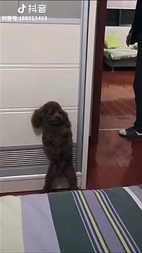 Quand ton chien joue à cache-cache avec toi