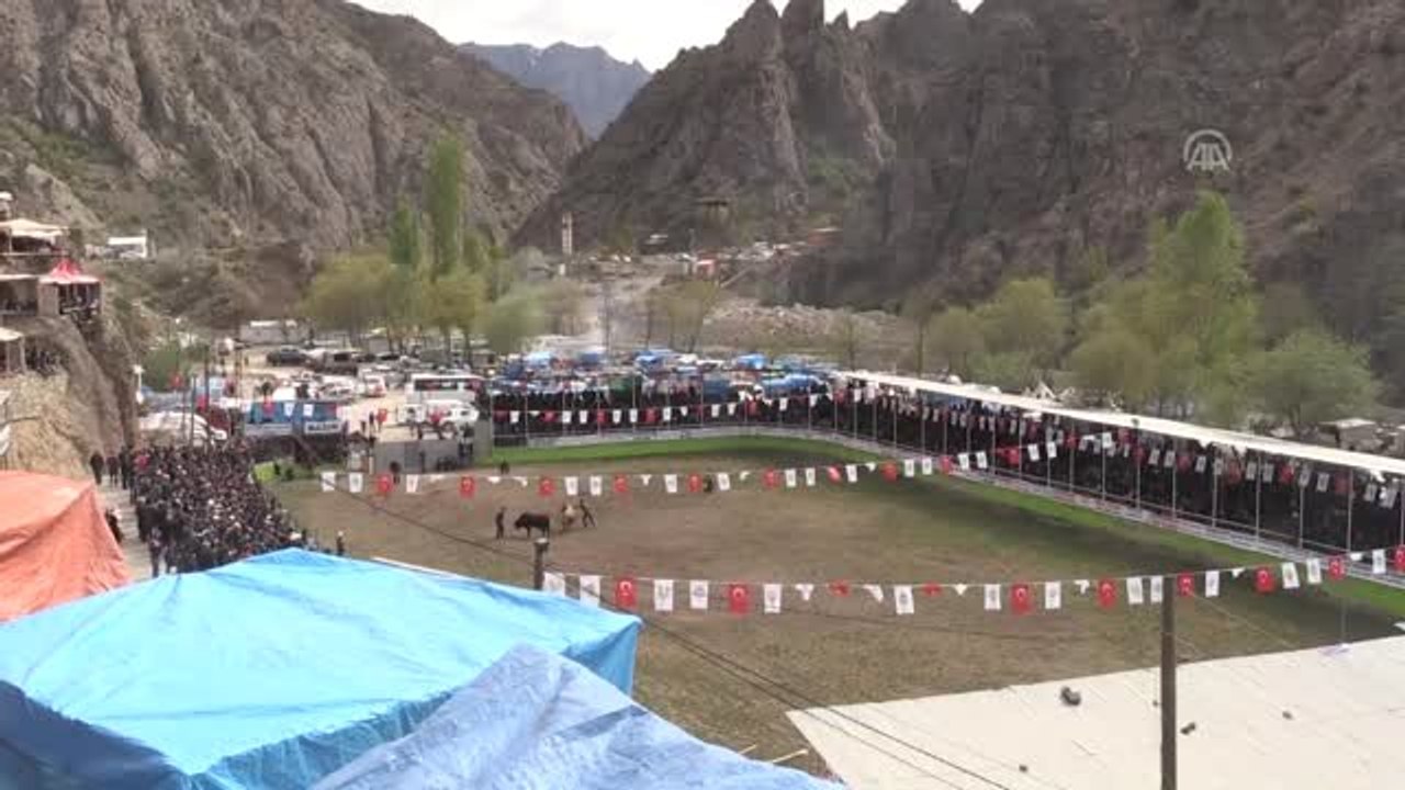 Yusufeli Geleneksel Derekapı Boğa Güreşleri Festivali