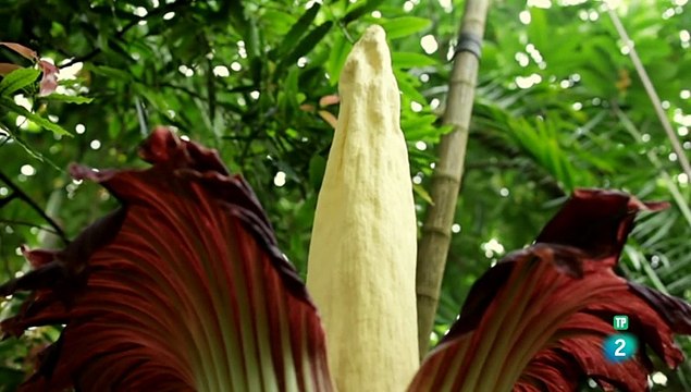 Extrañas maravillas del mundo. Episodio (6) - DOCUMENTAL - DOCUMENTALES CIENCIA - DOCUMENTALES INTERESANTES -DOCUMENTALES DE LA 2