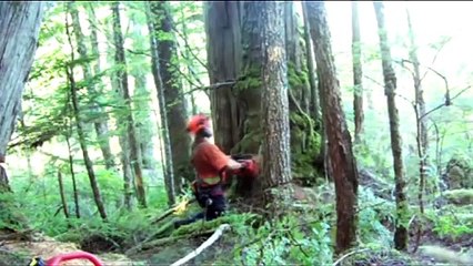 Awesome logging and transportation process! The power of machinery is so subtle.