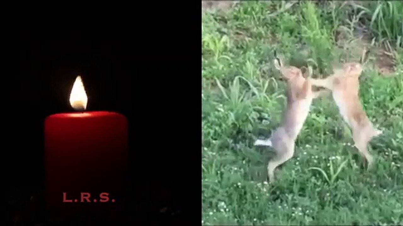 Candle With Hare