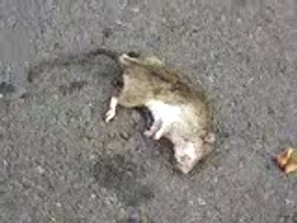 Rat mort
