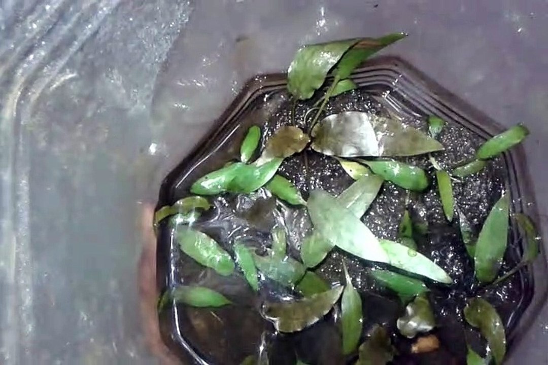 Planta aquatica Criptocoryne