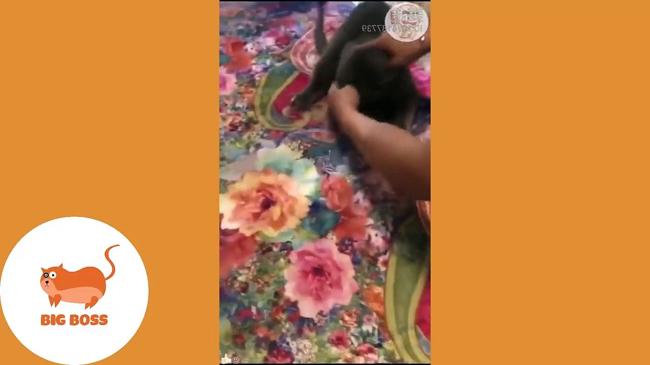 Cute Dogs and Cats  Funny Cats and Dogs Videos...