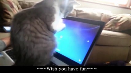 Funny naughty cats compilation 2019