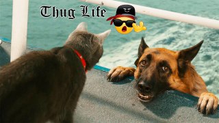 Stupid Dog  Messed with Thug Cat  Funny Caught on Cam