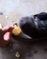 Une chaussure mange des chips