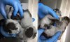 Yapışık dördüz yavru kediler ameliyatla birbirinden ayrıldı