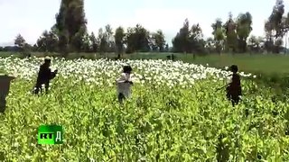 Afghan Overdose. Inside Afghanistan's Opium Trade (Trailer)