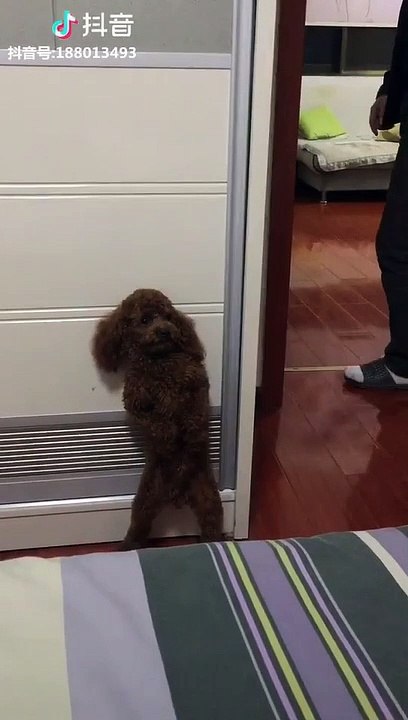 Un chien joue à cache-cache avec son maître