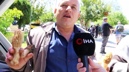 Altın değerinde mantar 'kuzugöbeği'...Yaşı 200 , kurusu 1000 TL'ye kadar alıcı buluyor