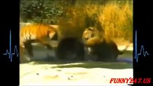 虎VSクマ 死亡まで戦う   -Tiger VS Bear-