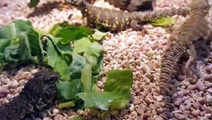 애월출장안마 -후불100%ョØ7Øq5222w78Ø2｛카톡AA654｝애월전지역출장마사지샵애월출장lj안마lj애월출장안마애월마사지황형‡♭