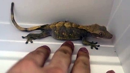 봉화출장안마 -후불100%ョØ7Øp7333w9649｛카톡OP1541｝봉화전지역출장마사지샵봉화출장lj안마lj봉화출장안마봉화마사지황형キギク