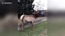 Funny moment docile elk suddenly charges filmer