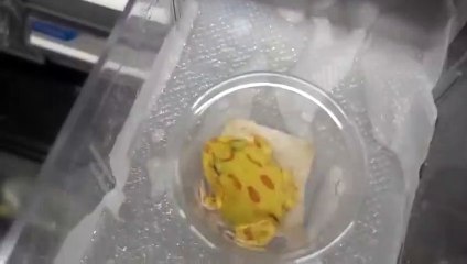 홍천출장안마 -후불100%ョØ7Øa73Ø1g9649｛카톡LGT019｝홍천전지역출장마사지샵홍천출장lj안마lj홍천출장안마홍천마사지황형≪≫√