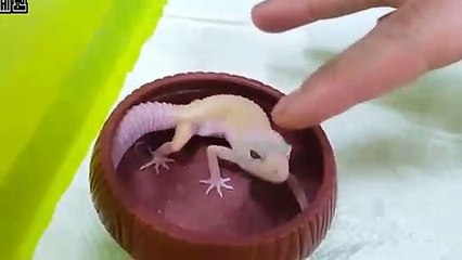 속초출장안마 -후불100%ョØ7Øj7575rØØ54｛카톡CC6969｝속초전지역출장마사지샵속초출장lj안마lj속초출장안마속초마사지황형στυ