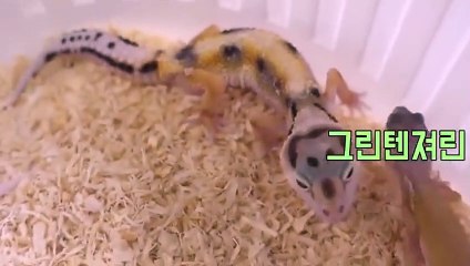 제천출장안마 -후불100%ョØ7Øn8782v38ØØ｛카톡ZF66｝제천전지역출장마사지샵제천출장lj안마lj제천출장안마제천마사지황형ニヌネ