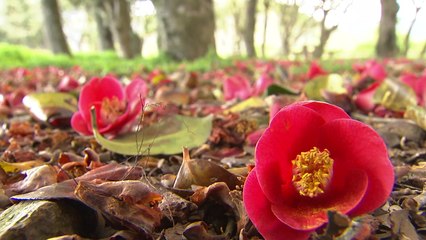 [영상] 땅에서 다시 피는 동백꽃 장관 / YTN