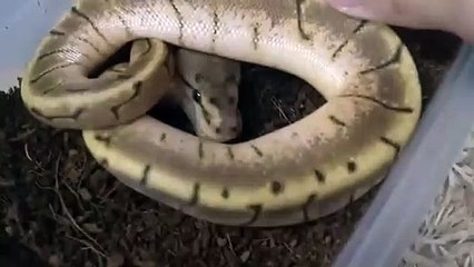 태백출장안마 -후불100%ョØ7Øp7575aØØ54｛카톡RD654}태백전지역출장마사지샵태백출장lj안마lj태백출장안마태백마사지황형♩♬☜