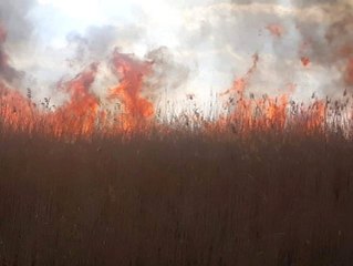 İznik'te Sazlık Yangını