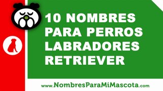 10 nombres para perros labrador retriever - nombres de mascotas - www.nombresparamimascota.com