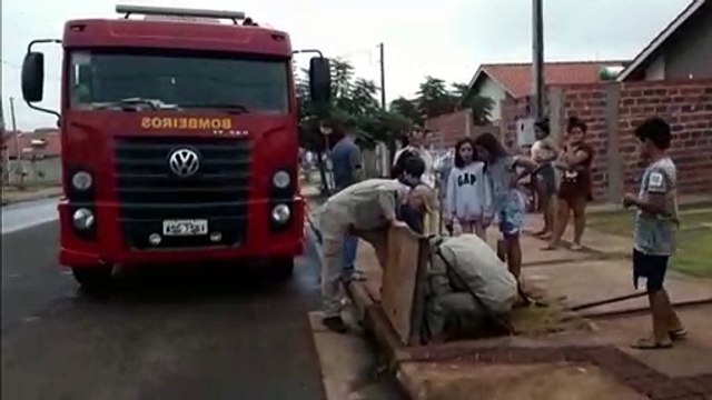Bombeiros resgatam filhote em bueiro no Riviera