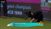 Dois portugueses (dono e cão) venceram uma prova internacional!