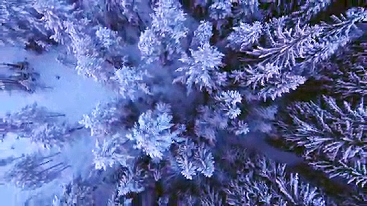 Aerial Shot Of Forest Covered In Snow