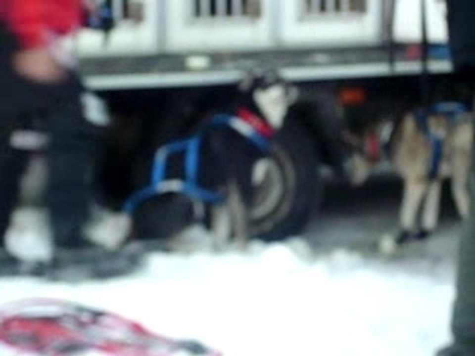 les chiens de la grande odyssée