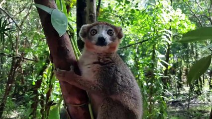 Poachers threaten precious Madagascar forest and lemurs