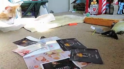 CAT REACTS TO PERFUME SAMPLES