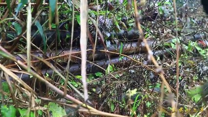 排骨这样做，连汤都不放过（Ribs do this, even the soup is not let go)