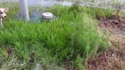 Help - Help - The war between two dogs and a snake