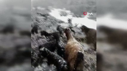 Karlıova'da keçi ve oğlakların karla mücadelesi