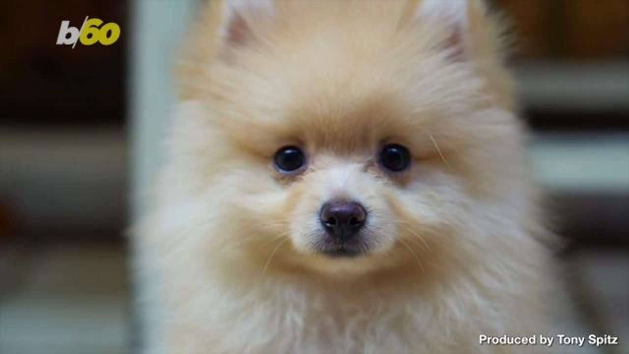 New Study Finds If You Own a Dog You Are Four Times More Likely to Live a Healthier and Active Lifestyle