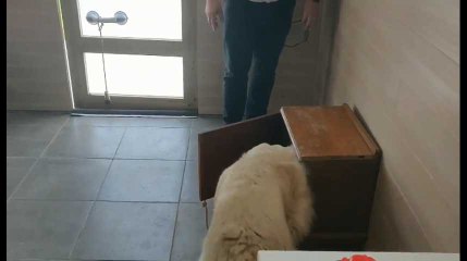 Verlaine: un chalet pour entraîner les chiens d'assistance (2)