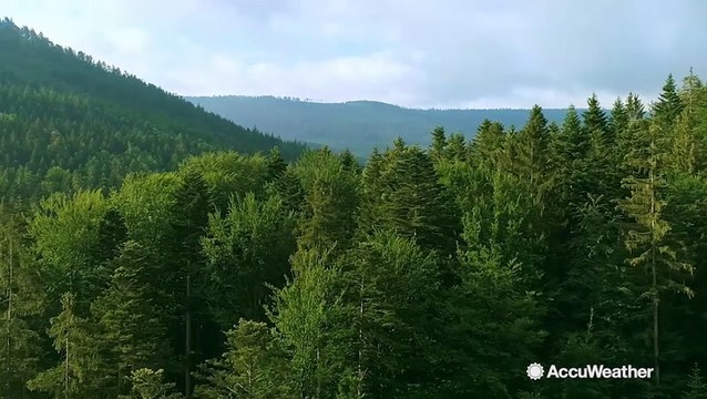How trees help us with carbon dioxide