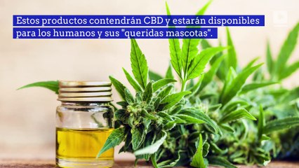 5 celebridades que están en la industria de la marihuana