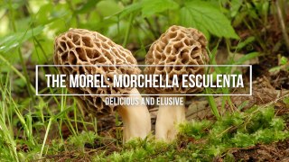 Morel Mushrooms Under the Microscope!