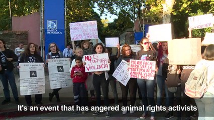 Uruguayan rodeo finishes with two dead horses, sparking outrage