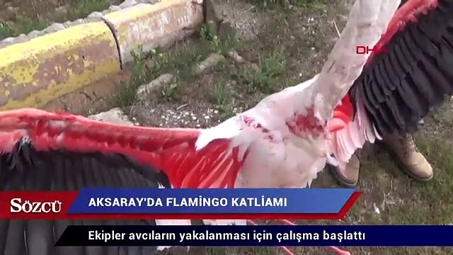 Aksaray’da 4 flamingo öldürüldü