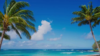 You Can Now Spend the Night on the Beaches of Hawaii in a Retro Volkswagen Campervan