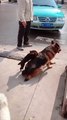 Dog All aboard - All aboard the “dog” bus - Video Funny dogs