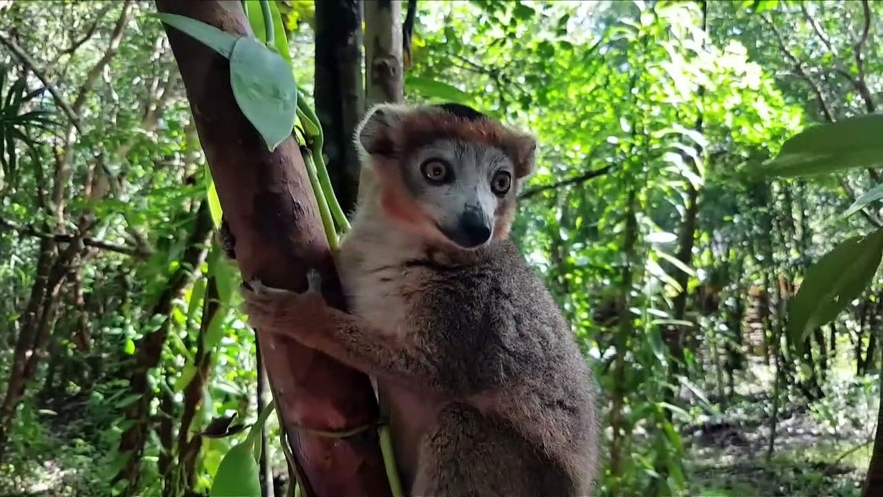 Floresta em perigo