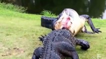 2 alligators en plein combat : impressionnant