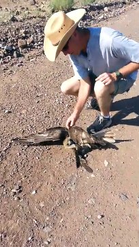 Ils viennent en aide à un aigle devenu la proie d'un serpent